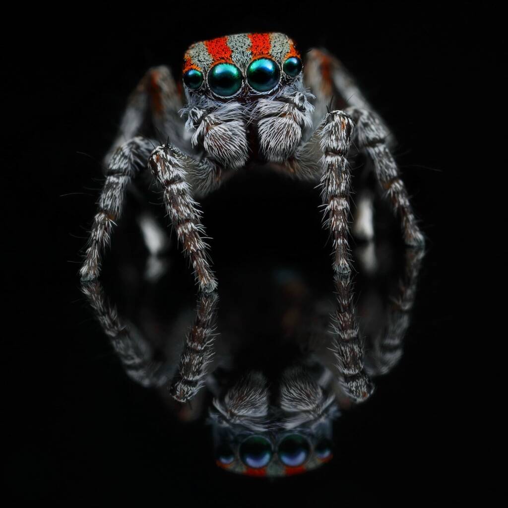 Peacock Spider (Maratus volans), Central Coast NSW © Michael Doe