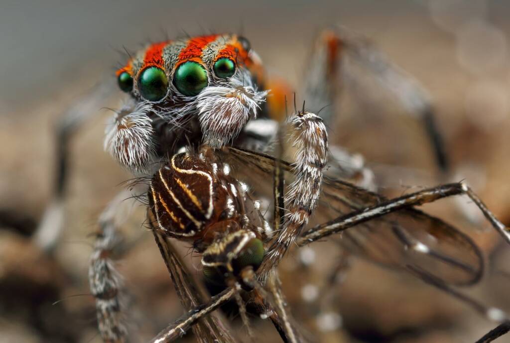 Maratus volans with mosquito prey, NSW © Michael Doe