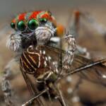 Maratus volans with mosquito prey, NSW © Michael Doe