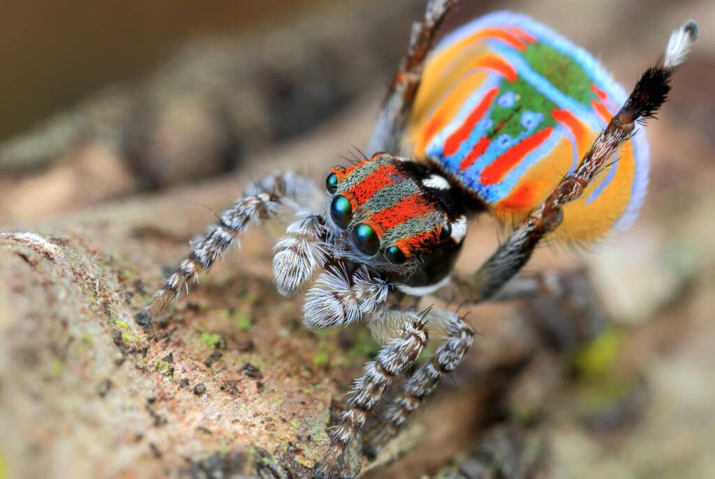 Maratus volans male dancing, NSW © Michael Doe