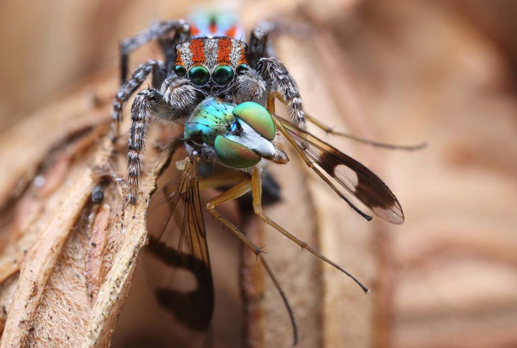 Maratus volans with long-legged fly prey, Central Coast NSW © Michael Doe