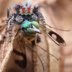 Maratus volans with long-legged fly prey, Central Coast NSW © Michael Doe