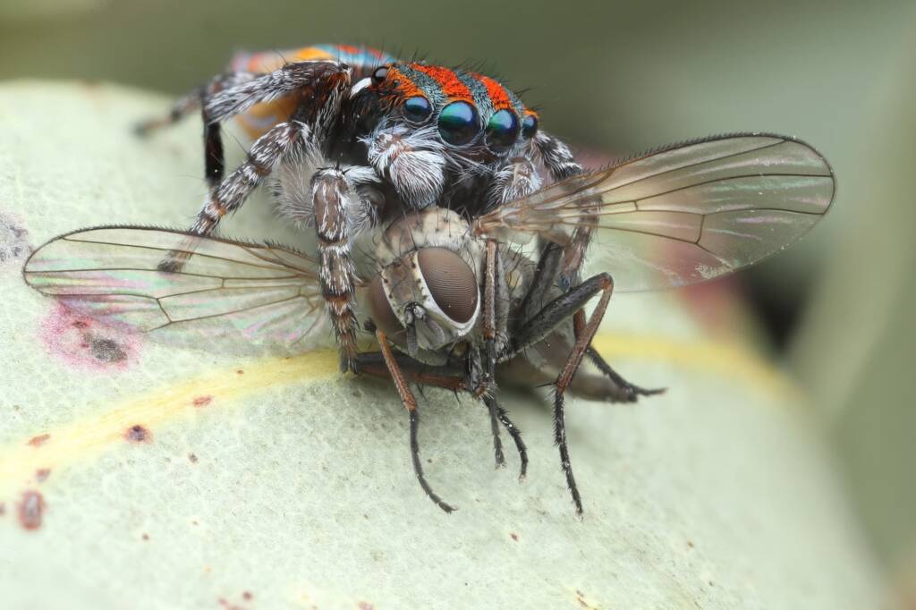 Maratus volans with prey, Central Coast NSW © Michael Doe