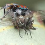 Maratus volans with prey, Central Coast NSW © Michael Doe