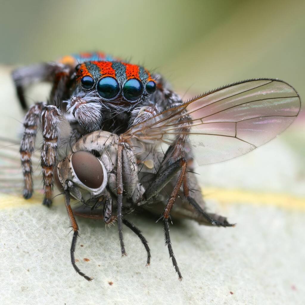 Maratus volans with prey, Central Coast NSW © Michael Doe