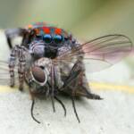 Maratus volans with prey, Central Coast NSW © Michael Doe