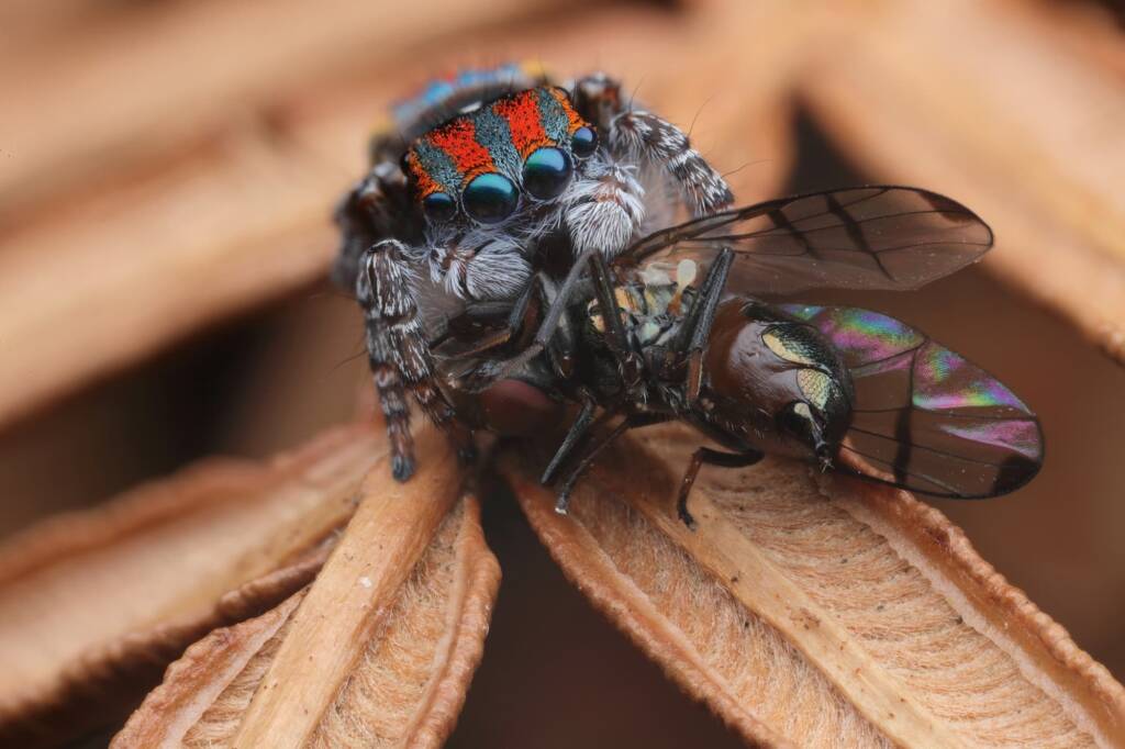 Maratus volans with prey, Central Coast NSW © Michael Doe