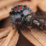 Maratus volans with prey, Central Coast NSW © Michael Doe
