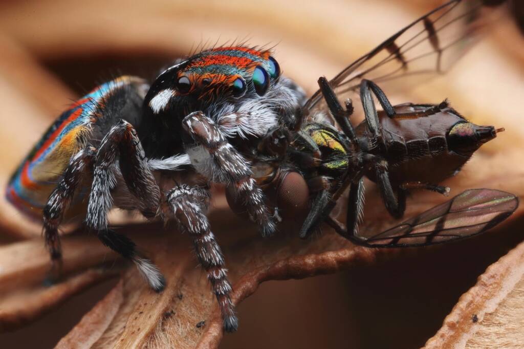 Maratus volans with prey, Central Coast NSW © Michael Doe