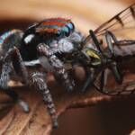 Maratus volans with prey, Central Coast NSW © Michael Doe