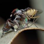 Maratus volans with prey, Central Coast NSW © Michael Doe