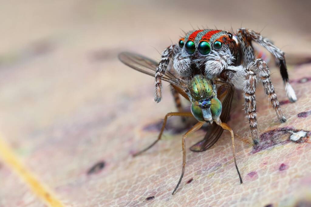 Maratus volans with prey, Central Coast NSW © Michael Doe