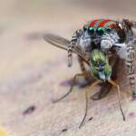 Maratus volans with prey, Central Coast NSW © Michael Doe