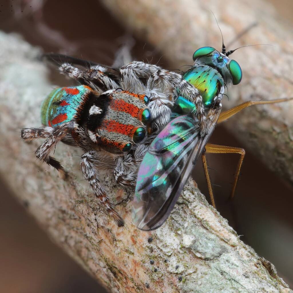 Maratus volans with prey, Central Coast NSW © Michael Doe