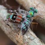 Maratus volans with prey, Central Coast NSW © Michael Doe