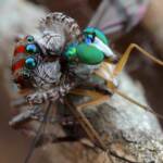 Maratus volans with prey, Central Coast NSW © Michael Doe