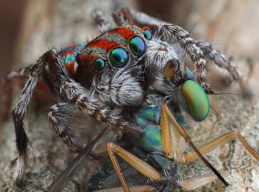 Maratus volans with prey, Central Coast NSW © Michael Doe