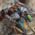 Maratus volans with prey, Central Coast NSW © Michael Doe