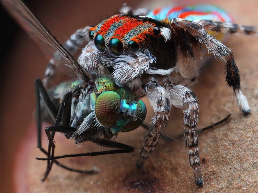 Maratus volans with prey, Central Coast NSW © Michael Doe