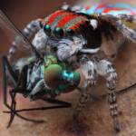 Maratus volans with prey, Central Coast NSW © Michael Doe