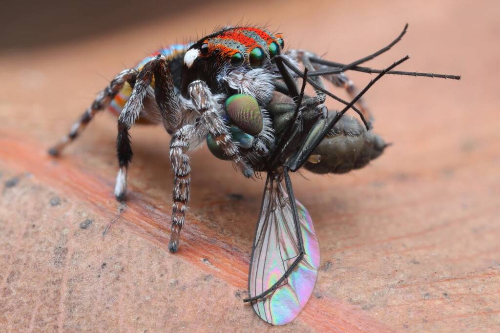 Maratus volans with prey, Central Coast NSW © Michael Doe