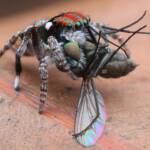 Maratus volans with prey, Central Coast NSW © Michael Doe