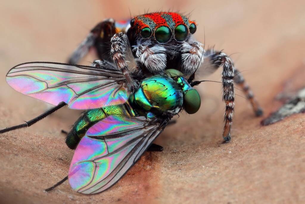 Maratus volans with prey, Central Coast NSW © Michael Doe