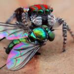 Maratus volans with prey, Central Coast NSW © Michael Doe