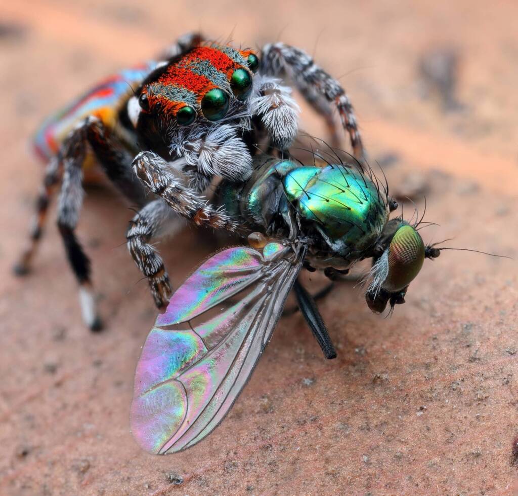 Maratus volans with prey, Central Coast NSW © Michael Doe