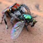 Maratus volans with prey, Central Coast NSW © Michael Doe