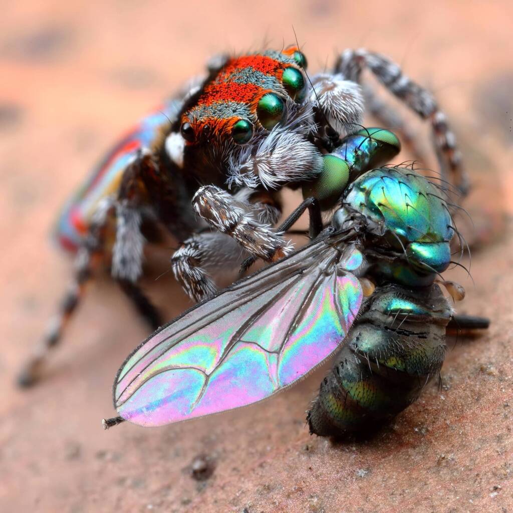 Maratus volans with prey, Central Coast NSW © Michael Doe