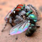 Maratus volans with prey, Central Coast NSW © Michael Doe