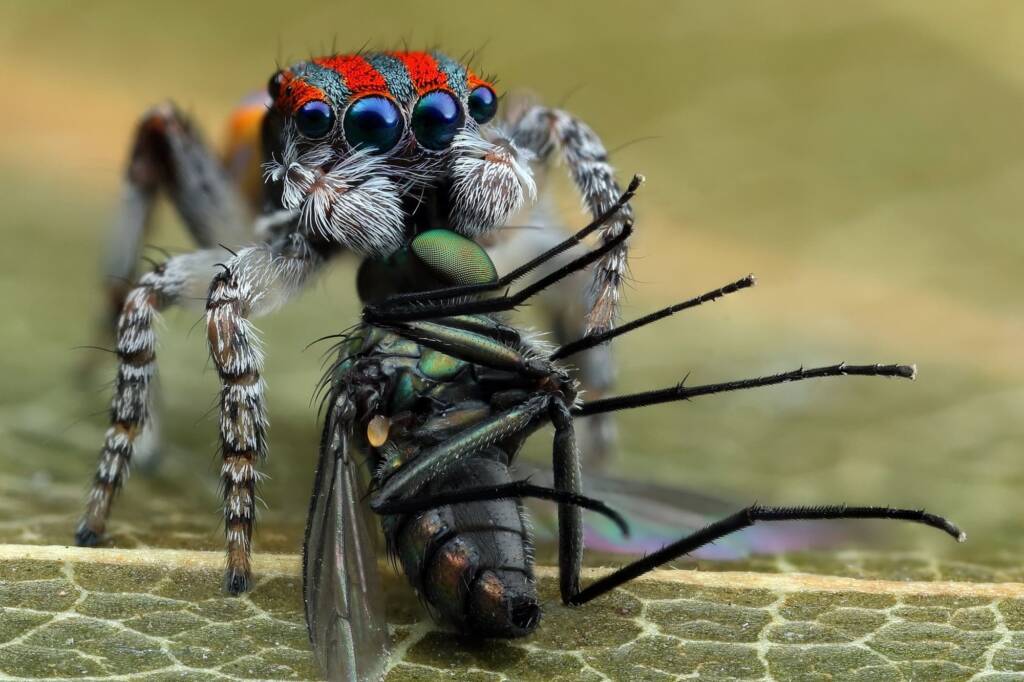 Maratus volans with prey, Central Coast NSW © Michael Doe