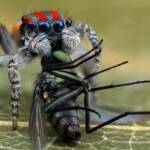 Maratus volans with prey, Central Coast NSW © Michael Doe