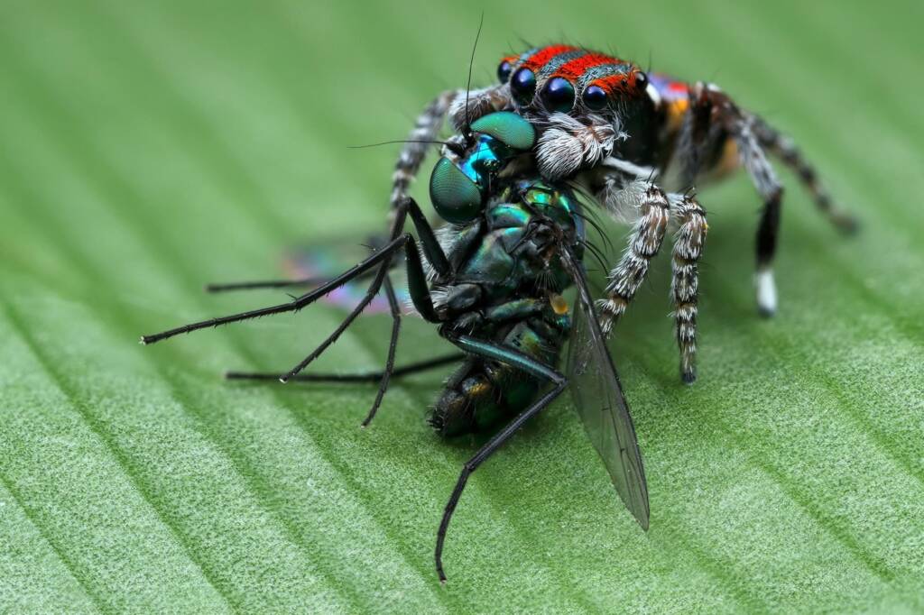Maratus volans with prey, Central Coast NSW © Michael Doe