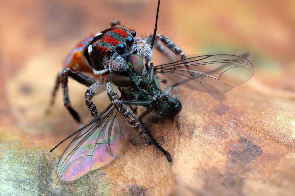 Maratus volans with prey, Central Coast NSW © Michael Doe