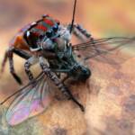 Maratus volans with prey, Central Coast NSW © Michael Doe