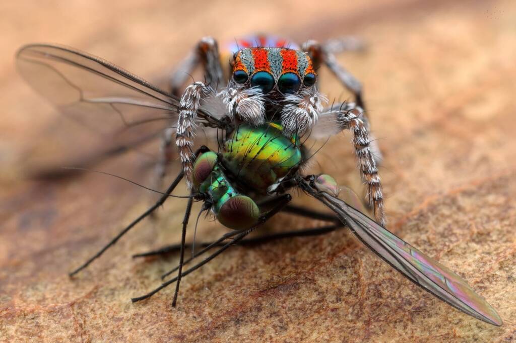 Maratus volans with prey, Central Coast NSW © Michael Doe