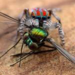 Maratus volans with prey, Central Coast NSW © Michael Doe