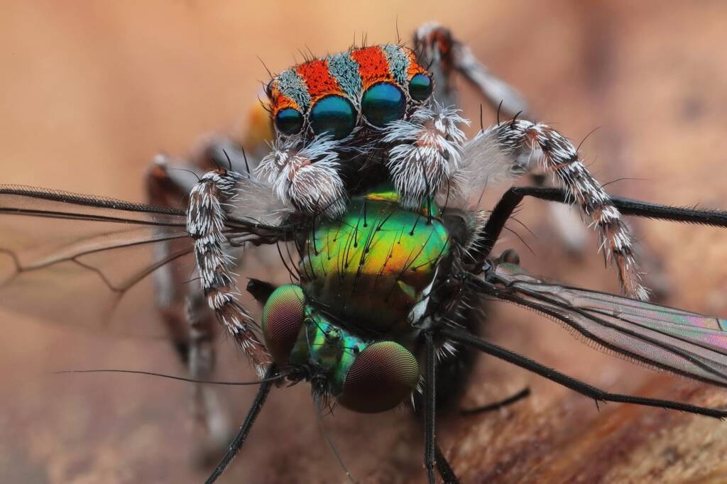 Maratus volans with prey Long-legged Fly (Dolichopodidae), Central Coast NSW © Michael Doe