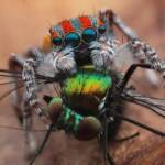 Maratus volans with prey Long-legged Fly (Dolichopodidae), Central Coast NSW © Michael Doe