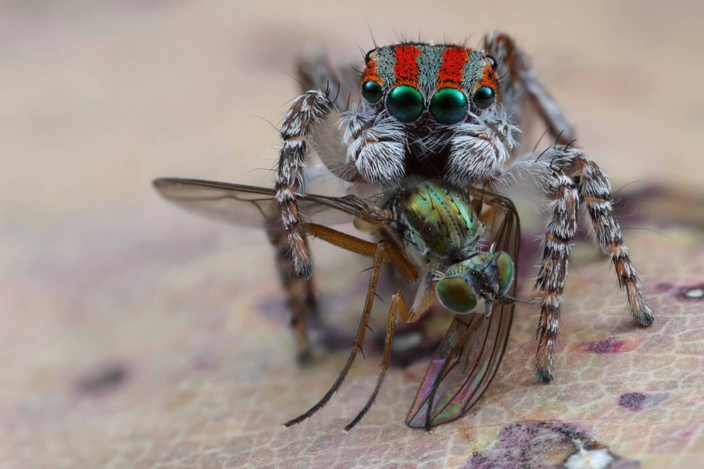 Maratus volans with prey, Central Coast NSW © Michael Doe
