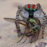 Maratus volans with prey, Central Coast NSW © Michael Doe