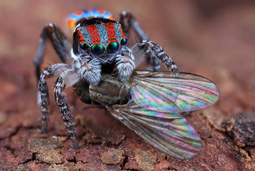 Maratus volans with prey fly, NSW © Michael Doe