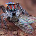 Maratus volans with prey fly, NSW © Michael Doe