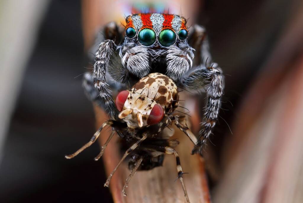 Maratus volans with prey fly, NSW © Michael Doe