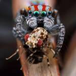 Maratus volans with prey fly, NSW © Michael Doe