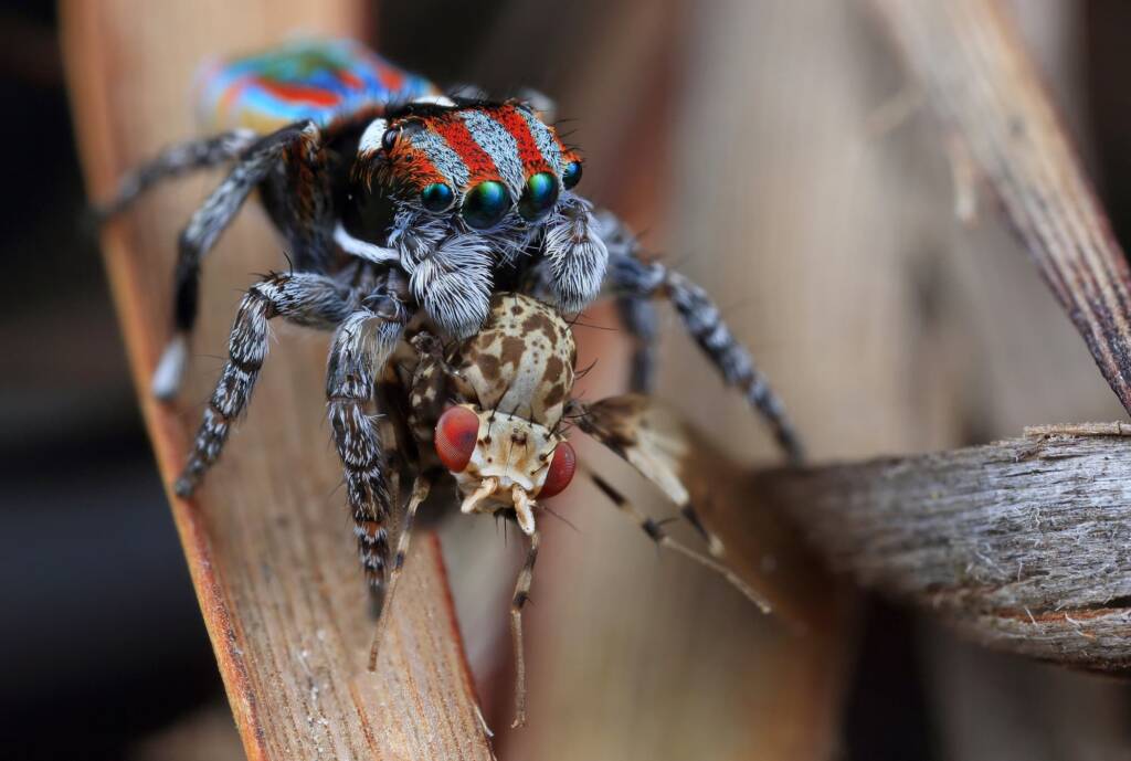 Maratus volans with prey fly, NSW © Michael Doe
