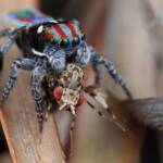 Maratus volans with prey fly, NSW © Michael Doe