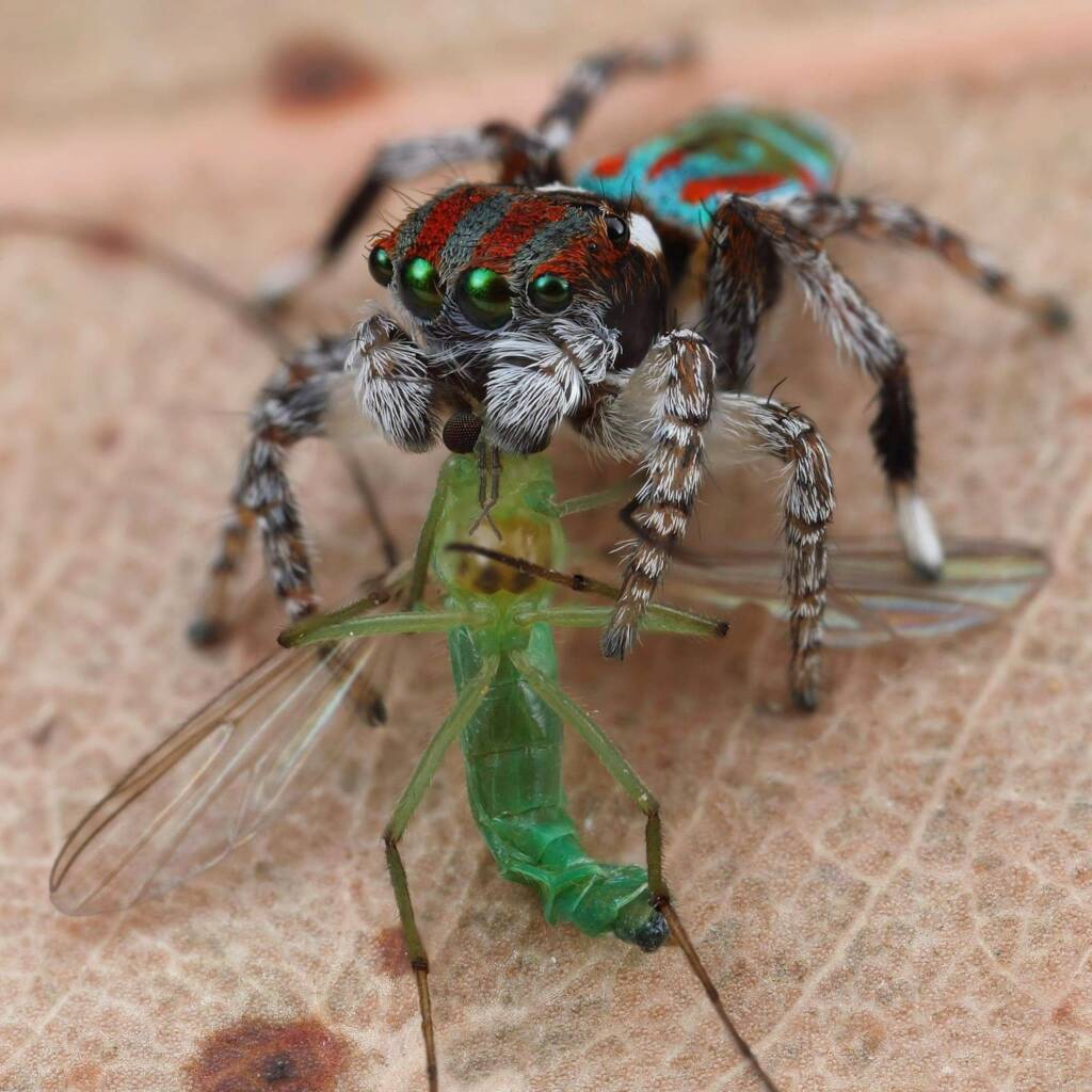 Maratus volans with prey green midge, NSW © Michael Doe